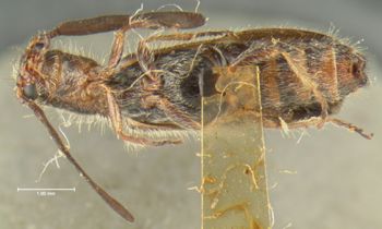 Media type: image;   Entomology 24276 Aspect: habitus ventral view